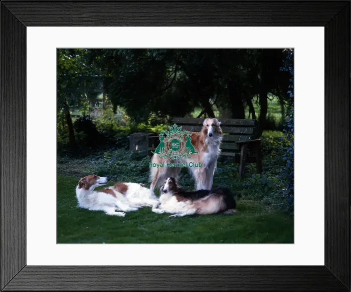 Framed Print : Borzois Framed Print : Borzois