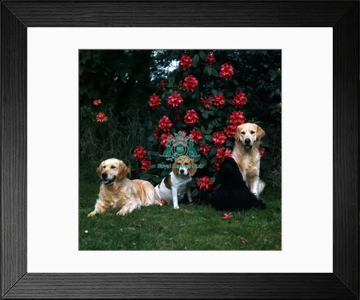 Framed Print : Various breeds Framed Print : Various breeds