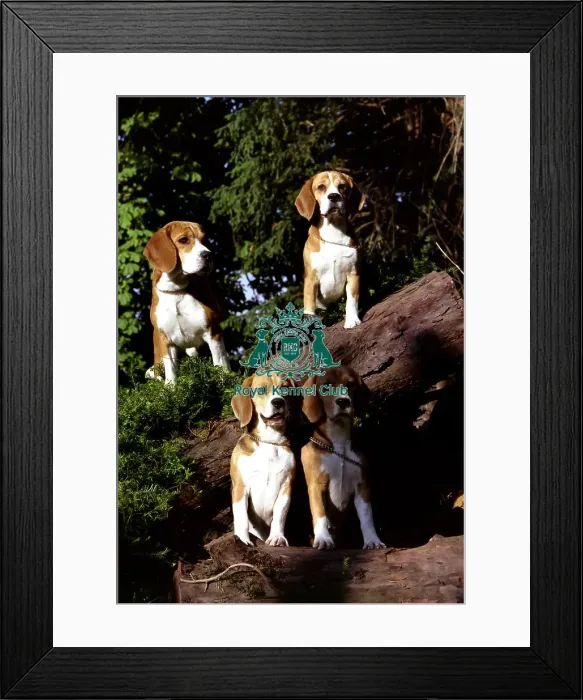 Framed Print : Beagles Framed Print : Beagles