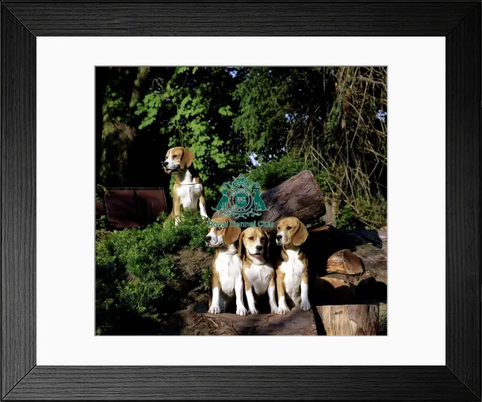 Framed Print : Beagles