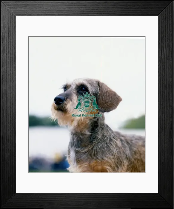 Framed Print : Dachshund- Wire-Haired Framed Print : Dachshund- Wire-Haired