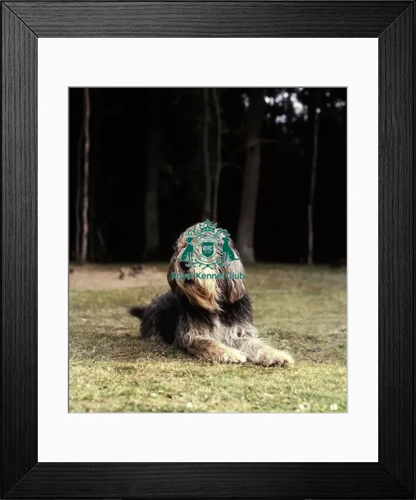 Framed Print : Otterhound Framed Print : Otterhound