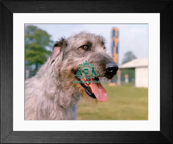 Framed Print : Irish Wolfhound Framed Print : Irish Wolfhound