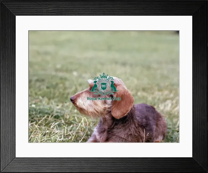 Framed Print : Dachshund-Miniature Wire-Haired Framed Print : Dachshund-Miniature Wire-Haired