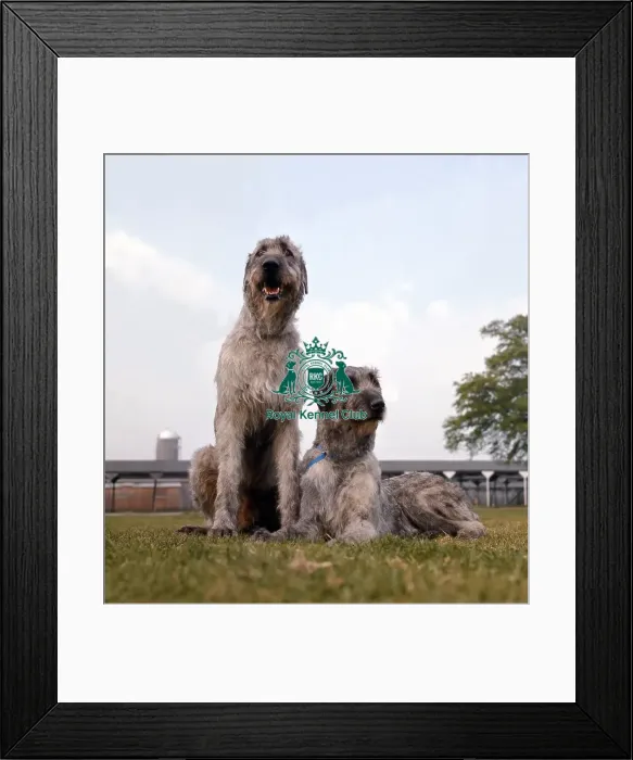 Framed Print : Irish Wolfhound Framed Print : Irish Wolfhound
