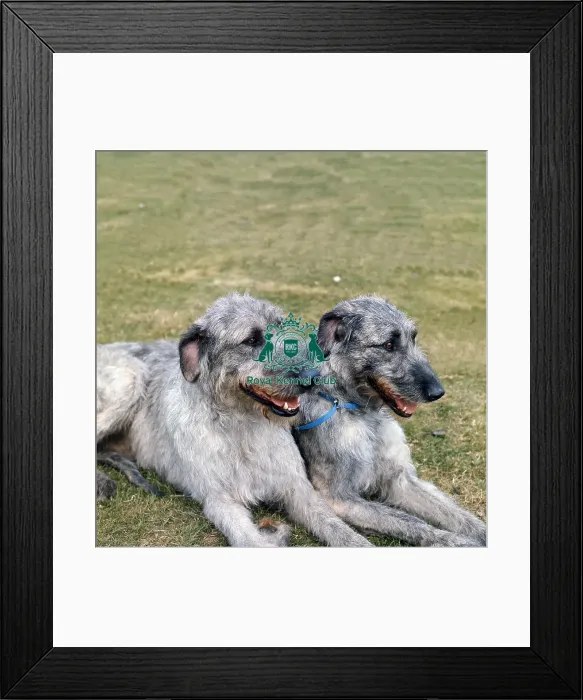 Framed Print : Irish Wolfhound Framed Print : Irish Wolfhound