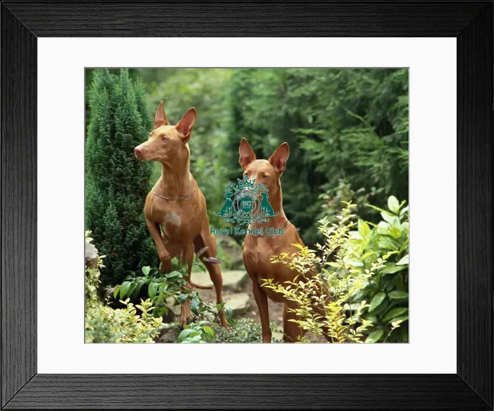 Framed Print : pharoh hounds Framed Print : pharoh hounds