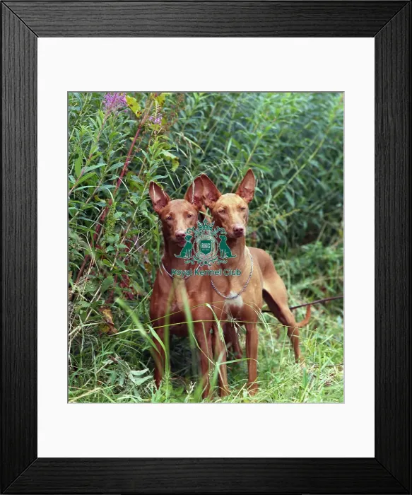 Framed Print : Pharaoh hound Framed Print : Pharaoh hound