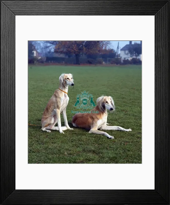 Framed Print : saluki Framed Print : saluki