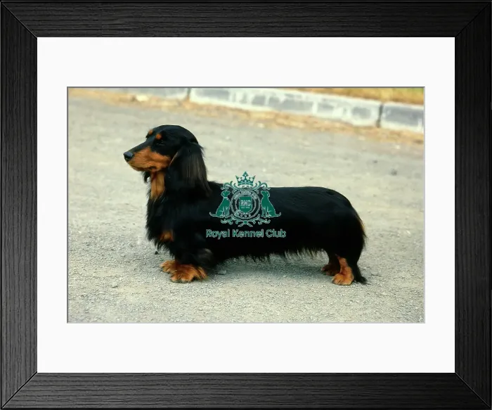 Framed Print : Dachshund (Miniature Long Haired) Framed Print : Dachshund (Miniature Long Haired)