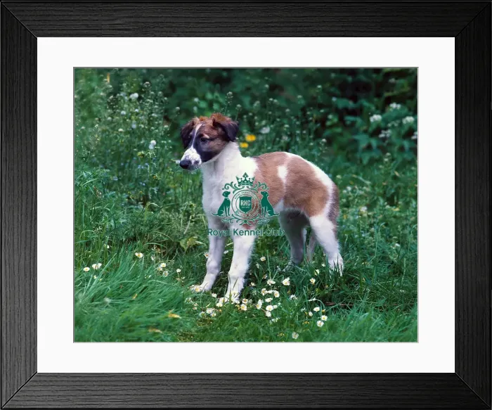 Framed Print : Borzoi puppy Framed Print : Borzoi puppy