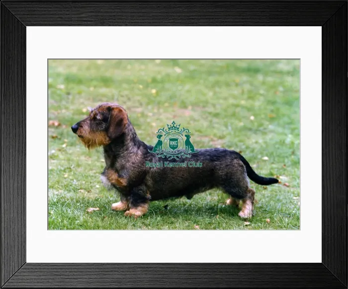 Framed Print : Dachshund-Miniature Wire-Haired