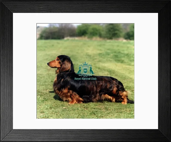 Framed Print : Dachshund-Long Haired