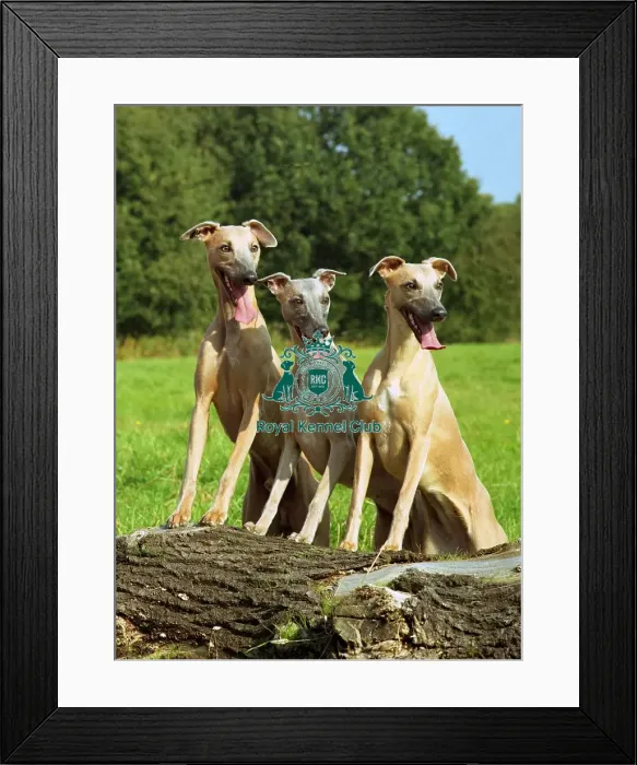 Framed Print : Whippets Framed Print : Whippets