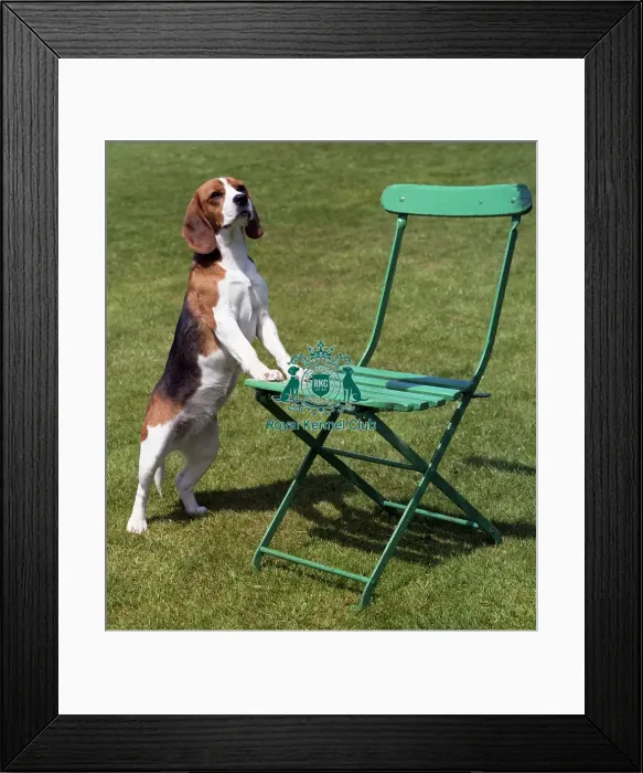 Framed Print : Beagle Framed Print : Beagle