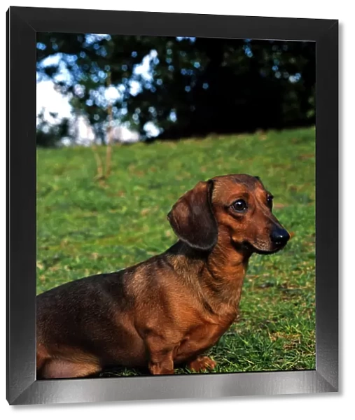 Dachshund-Miniature Smooth Haired