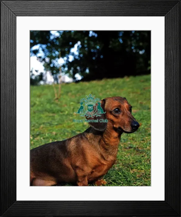Framed Print : Dachshund-Miniature Smooth Haired Framed Print : Dachshund-Miniature Smooth Haired
