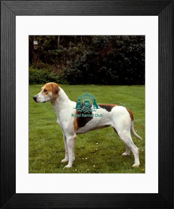 Framed Print : Foxhound Framed Print : Foxhound