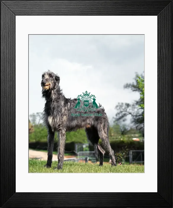 Framed Print : Deerhound Framed Print : Deerhound