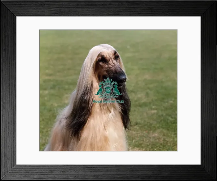 Framed Print : Afghan Hound Framed Print : Afghan Hound
