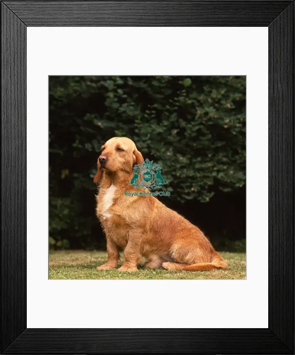 Framed Print : Basset Fauve de Bretagne Framed Print : Basset Fauve de Bretagne