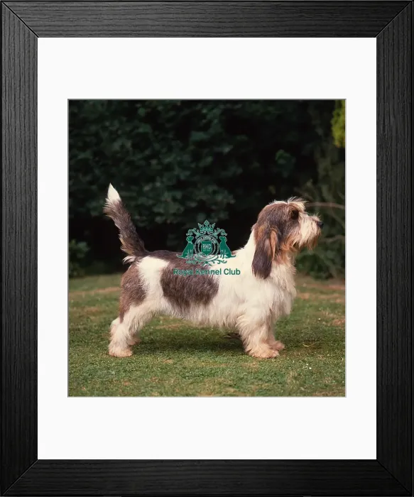 Framed Print : Basset Griffon Vendeen (Petit)