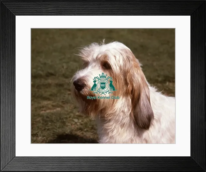 Framed Print : Basset Griffon Vendeen (Grand) Framed Print : Basset Griffon Vendeen (Grand)