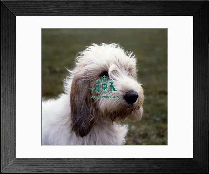 Framed Print : Basset Griffon Vendeen (Petit) Framed Print : Basset Griffon Vendeen (Petit)