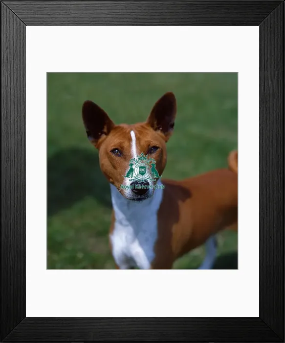 Framed Print : Basenji Framed Print : Basenji