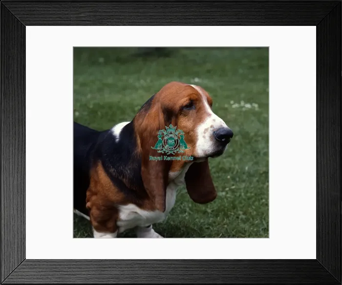 Framed Print : Basset Hound Framed Print : Basset Hound