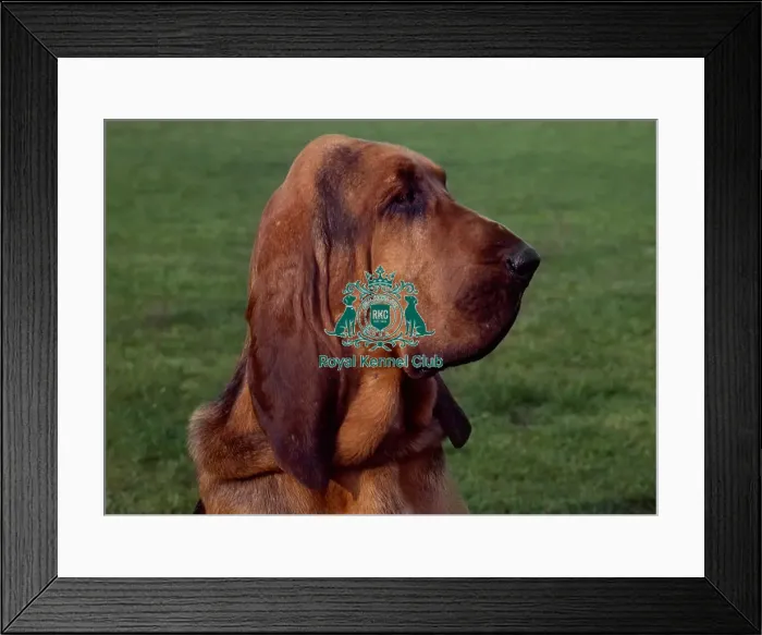 Framed Print : Bloodhound Framed Print : Bloodhound