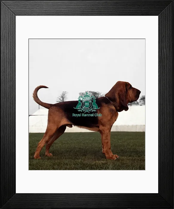 Framed Print : Bloodhound Framed Print : Bloodhound
