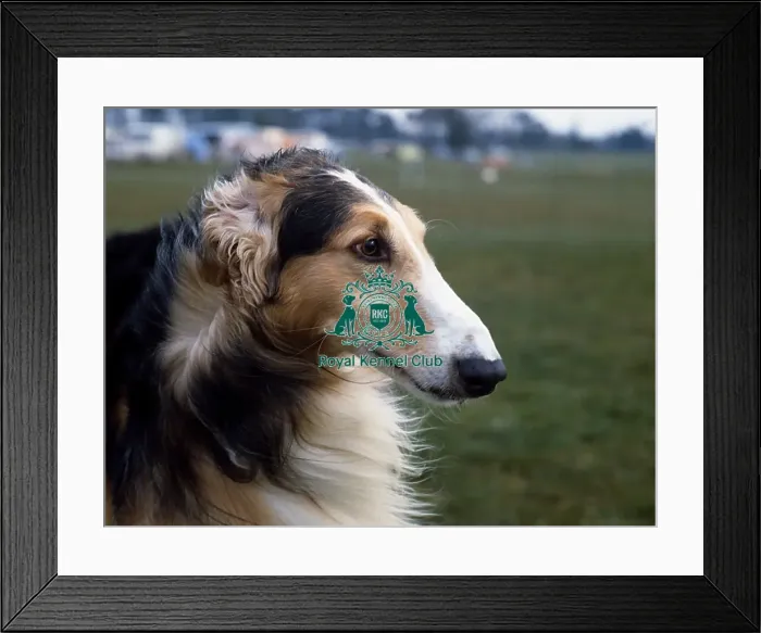 Framed Print : Borzoi Framed Print : Borzoi