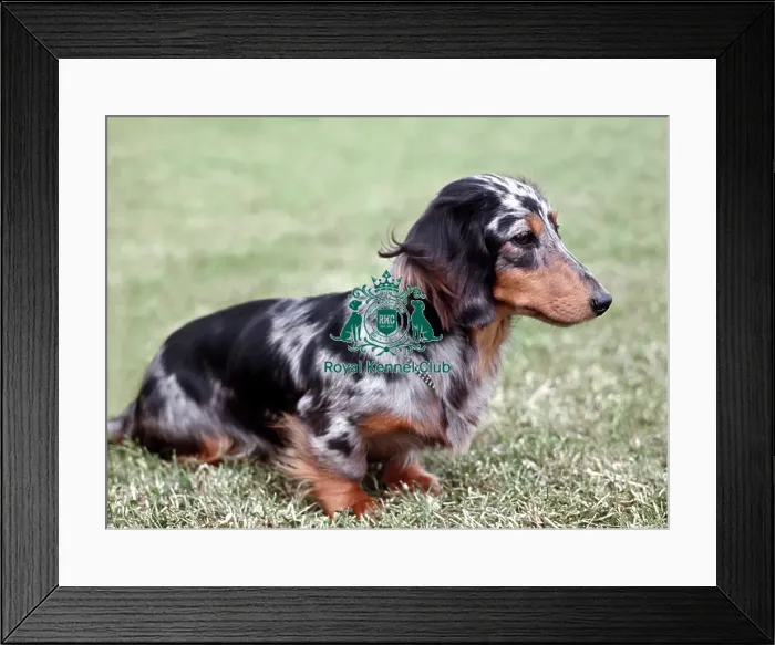 Framed Print : Dachshund (Miniature Long Haired) Framed Print : Dachshund (Miniature Long Haired)