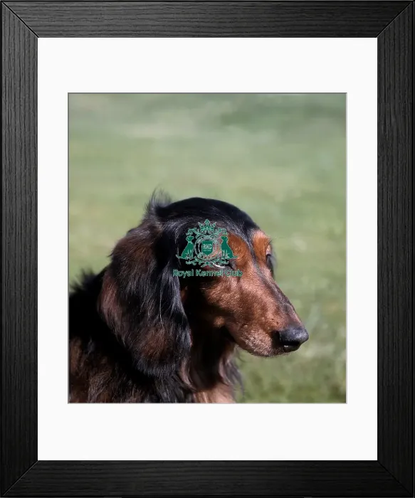 Framed Print : Dachshund (Long Haired) Framed Print : Dachshund (Long Haired)
