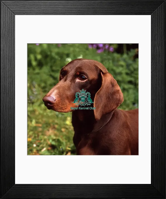 Framed Print : Dachshund (Smooth Haired) Framed Print : Dachshund (Smooth Haired)