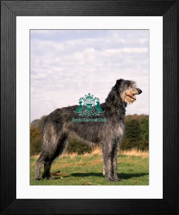 Framed Print : Deerhound Framed Print : Deerhound