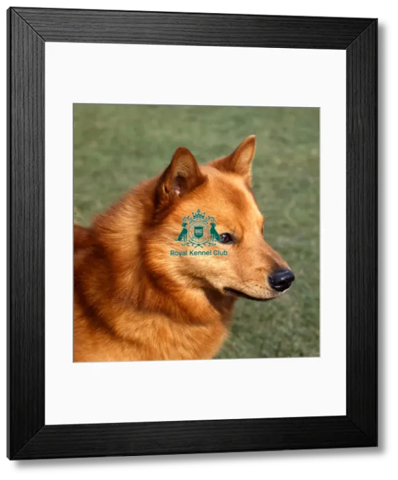 Framed Print : Finnish Spitz Framed Print : Finnish Spitz