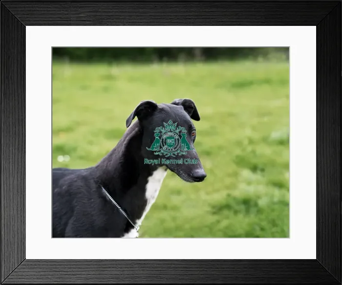 Framed Print : Greyhound Framed Print : Greyhound