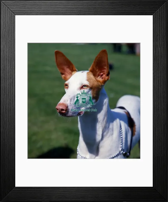 Framed Print : Ibizan Hound Framed Print : Ibizan Hound