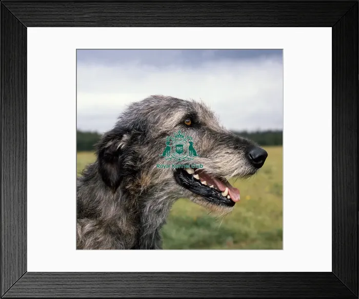 Framed Print : Irish Wolfhound Framed Print : Irish Wolfhound