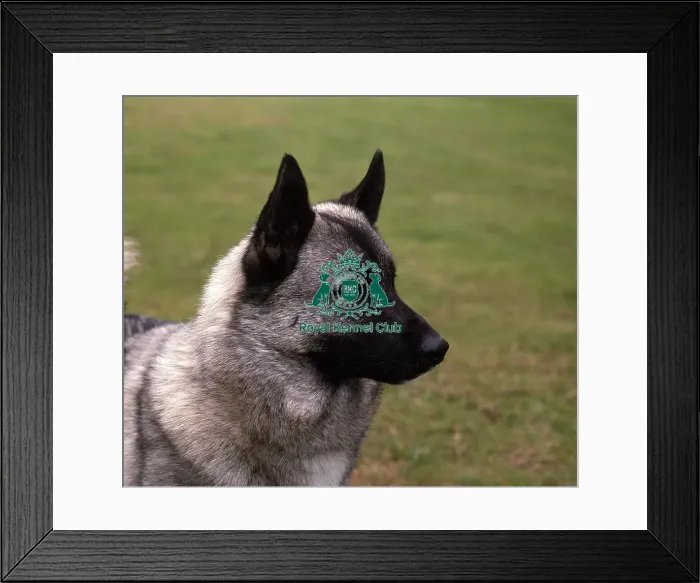 Framed Print : Norwegian Elkhound Framed Print : Norwegian Elkhound