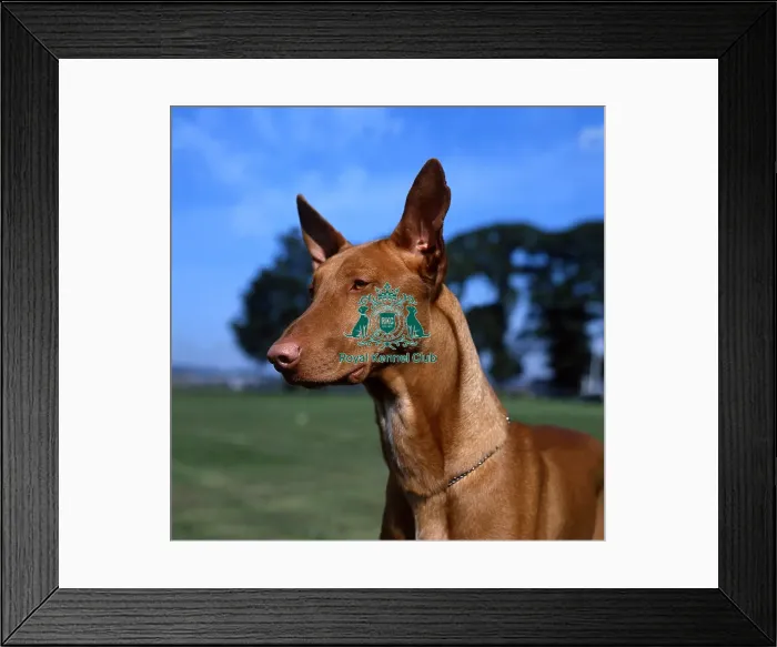 Framed Print : Pharaoh Hound Framed Print : Pharaoh Hound