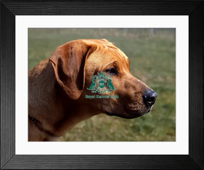 Framed Print : Rhodesian Ridgeback