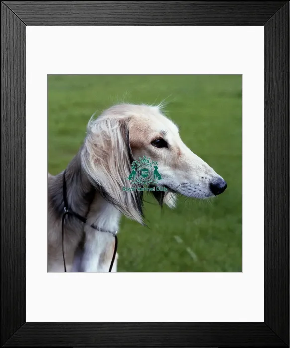 Framed Print : Saluki Framed Print : Saluki