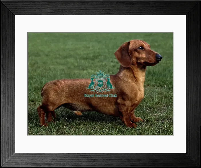 Framed Print : Dachshund (Mini Smooth Haired) Framed Print : Dachshund (Mini Smooth Haired)