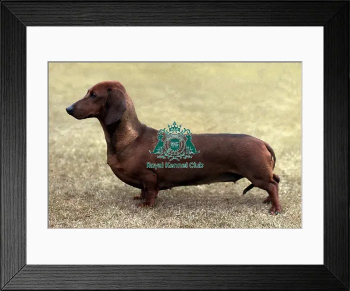 Framed Print : Dachshund (Mini Smooth Haired) Framed Print : Dachshund (Mini Smooth Haired)