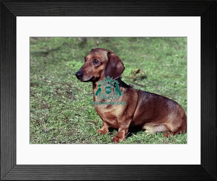 Framed Print : Dachshund (Miniature Smooth-Haired) Framed Print : Dachshund (Miniature Smooth-Haired)