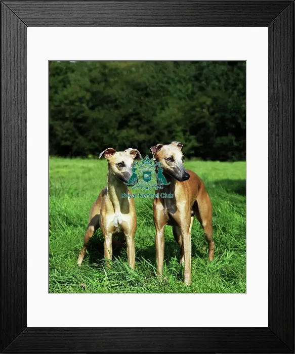 Framed Print : Whippets Framed Print : Whippets