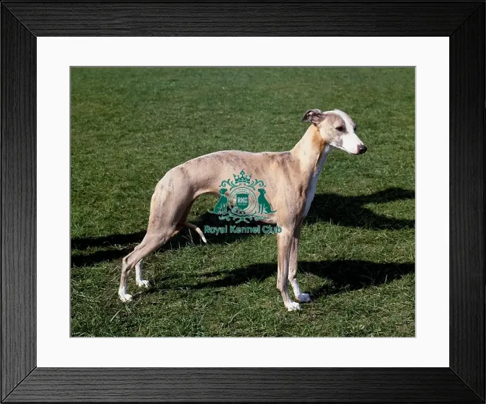 Framed Print : Whippet Framed Print : Whippet